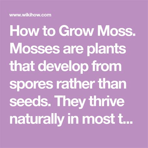 How To Grow Moss 13 Steps With Pictures How To Grow Moss Grow