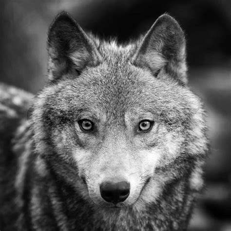Wolf Portrait Stock Image Colourbox