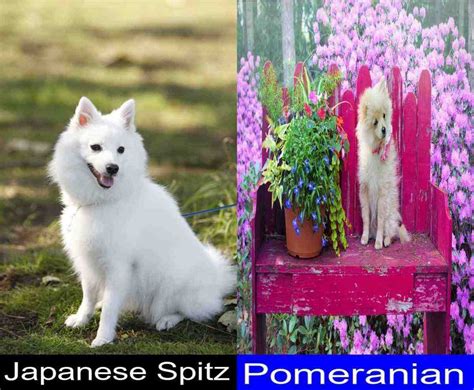 A Detailed Comparison Of The Japanese Spitz And The Pomeranian Pupvs