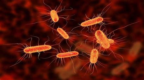 E Coli Bacteria Discovered In Water In Tongatapu Loop Tonga