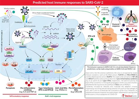 Covid 19 Predicted Immune Responses Invivogen