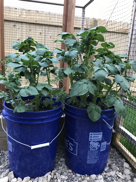 May 2, 2009 bucket garden in chandler, az. This year I thought Id try growing potatoes in a 5-gallon ...