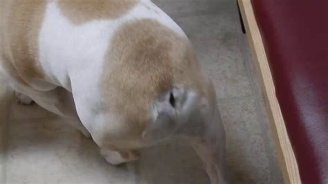 Tail Amputation In Bulldog Post Op Dr Kraemer Vet4bulldog Youtube