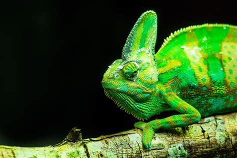 Close Up Green Chameleon Branch Lizards Reptiles Animal Life