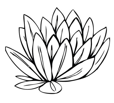 Water Lily Drawing Outline At Getdrawings Free Download