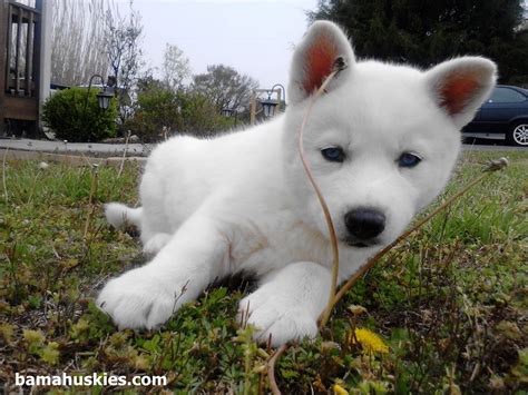 White Husky Puppy With Blue Eyes Siberian Husky Puppies For Sale
