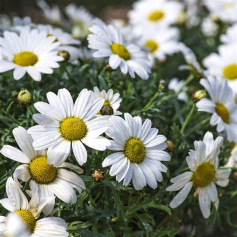 White Blooming Chamomile Flowers With Dew Drops On The Petals Stock