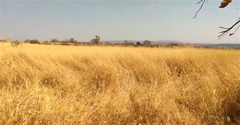 Video Of A Dried Grass Field · Free Stock Video