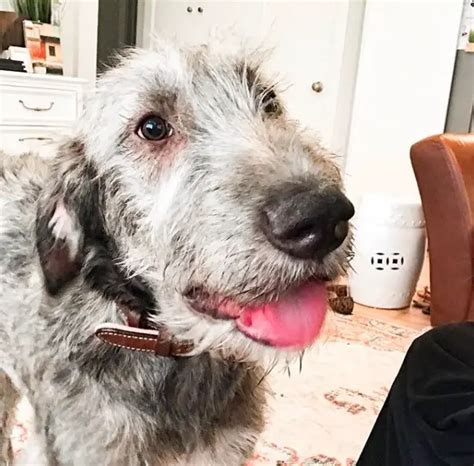 15 Nutrition Rules For The Irish Wolfhound The Paws