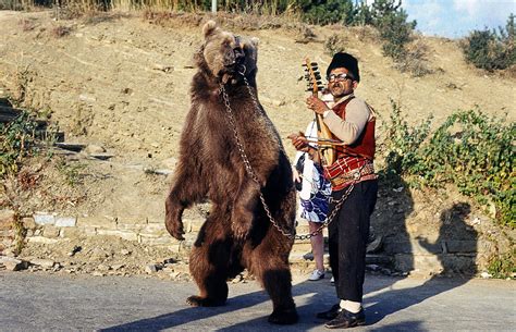 The History Of Bulgaria S Dancing Bears Wobbly Ride