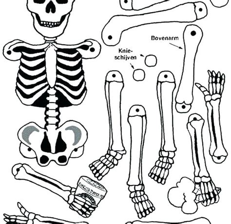 Anatomy Bones Coloring Coloring Pages