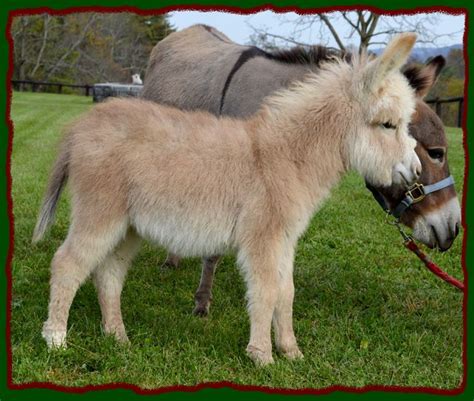 Shorecrest Farms Miniature Donkeys For Sale In Linden Pennsylvania