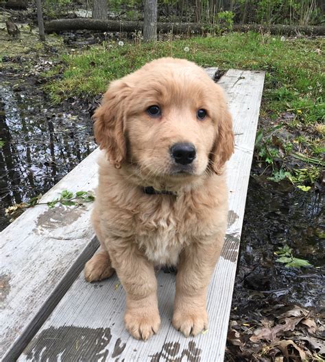 Cute & colorful 8 week old pups! Golden Retriever Puppies For Sale | Chesterfield Township ...