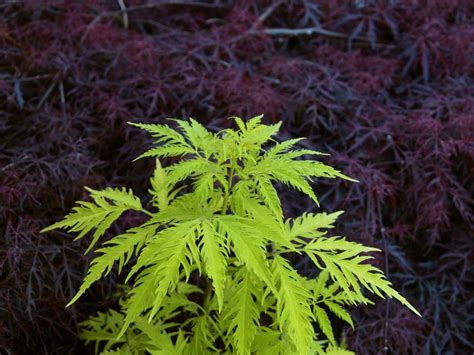 Compact size makes this variety ideal for the home landscape. SAMBUCUS racemosa ´Golden Lace´® (= ´Morden Golden Glow ...
