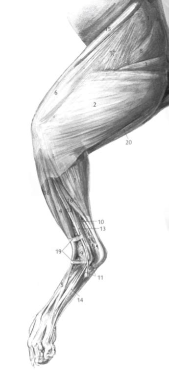 Cat Diagram Superficial Muscles Of The Hindlimb Lateral View Diagram