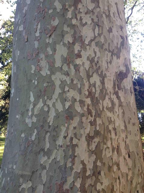 This Trees Bark Looks Like Camo Print Mildlyinteresting