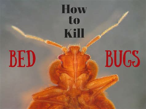 6 Ways To Kill Bed Bugs That Really Work Dengarden