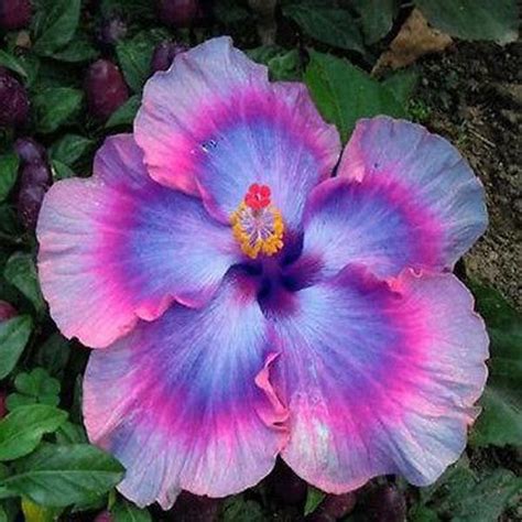 Giant Ombre Hibiscus Exotic Coral Flowers Seeds — Jack Seeds