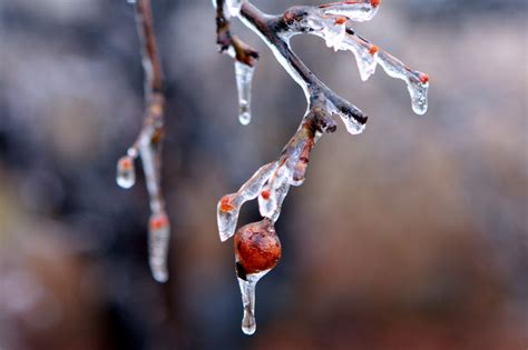 Wallpaper Water Nature Snow Winter Branch Ice Frost Spring