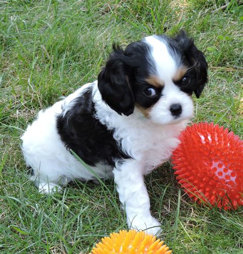 Cavalier King Charles Spaniel Puppies For Sale Stuarts Draft Va