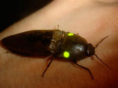 Conozca El Carbunco Insecto En El Pasado Usado Por Los Abor Genes Para Alumbrarse El Norte Hoy
