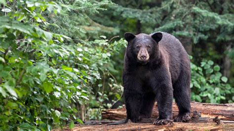 Yosemite National Park Now Lets You Track Its Bears From Your Phone