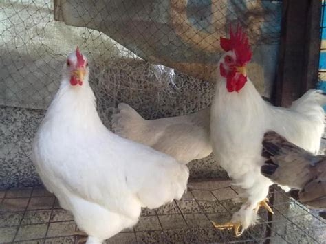 Fancy Chickens For Sale In Kozhikode Kerala Classified