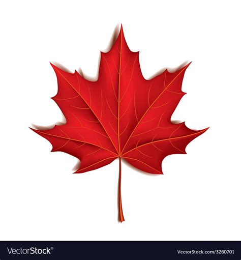 Maple Leaf Isolated Royalty Free Vector Image Vectorstock