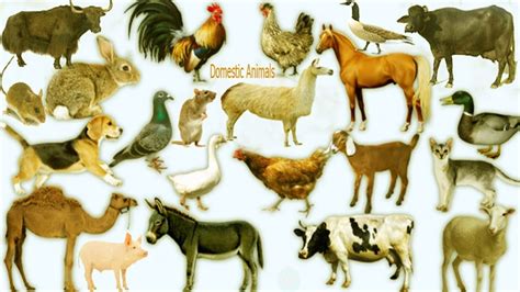 Domestic Animals Name Meaning And Image Domestic Animals Vocabulary