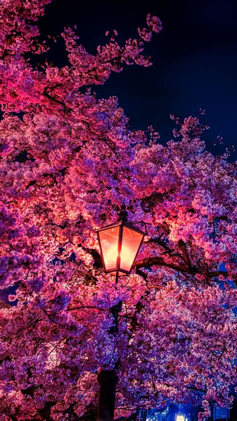Sakura Wallpapers Top Free Sakura Backgrounds Wallpaperaccess