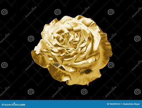 Beauty Golden Rose Stock Image Image Of Closeup Golden 96009323