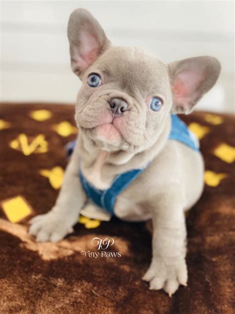 Lilac Fawn French Bulldog Puppies Bleumoonproductions