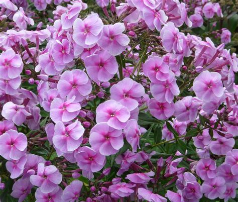 29 906 просмотров 29 тыс. Phlox amplifolia 'Apanatschi'