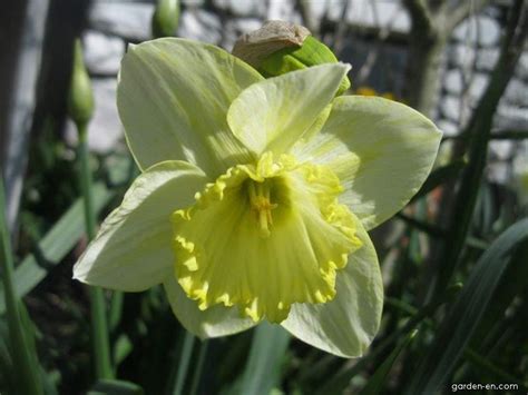 Photo Daffodil Lemon Shake Flowers Garden