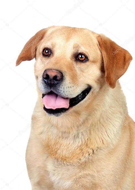 Beautiful Labrador Retriever Adult — Stock Photo © Gelpi 12672996