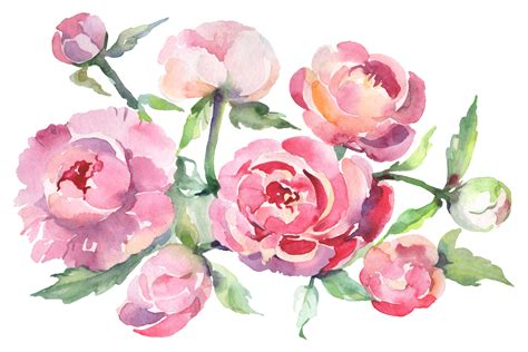 Watercolor Peonies Png 10 Free Cliparts Download Images On Clipground