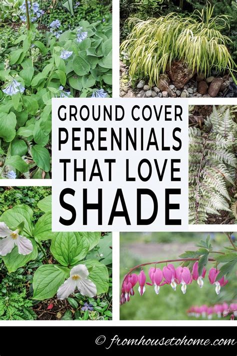 Ground Cover Plants For Shade Perennials That Keep Weeds Down