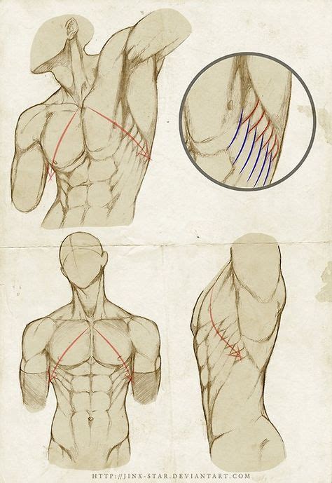 23 Anatomy Muscle Study Ideas In 2020 Anatomy Drawing Drawings