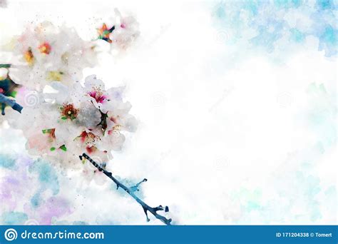 Watercolor Style And Abstract Image Of Cherry Tree Flowers Stock Photo