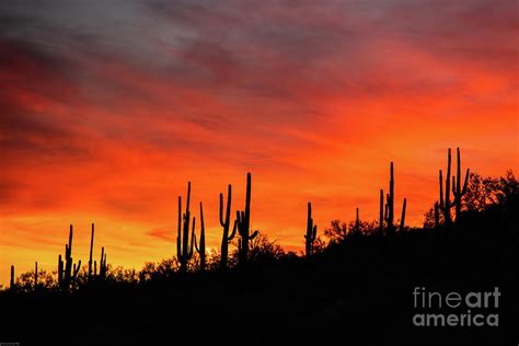 Cactus Sunset Photograph By Connie Allen Fine Art America