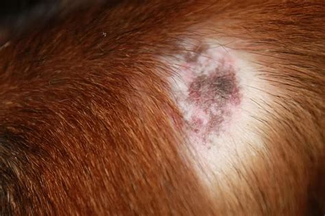 Bald spot on cat's head, neck, back, legs, stomach, or above eyes: itchy skin, bald spots on face - German Shepherd Dog Forums