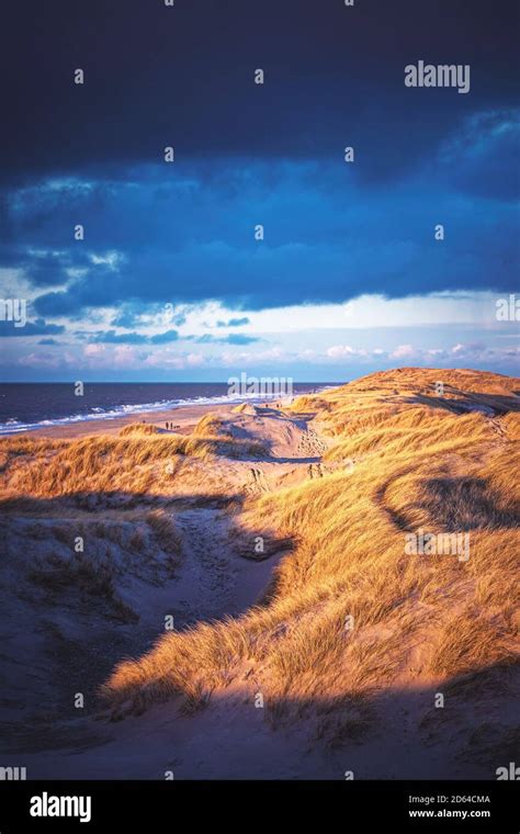 Dunes At The Beach In Denmark Stock Photo Alamy