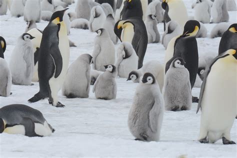 Look At All This Cute Little Emperor Penguins Photo Taken On Snow Hill