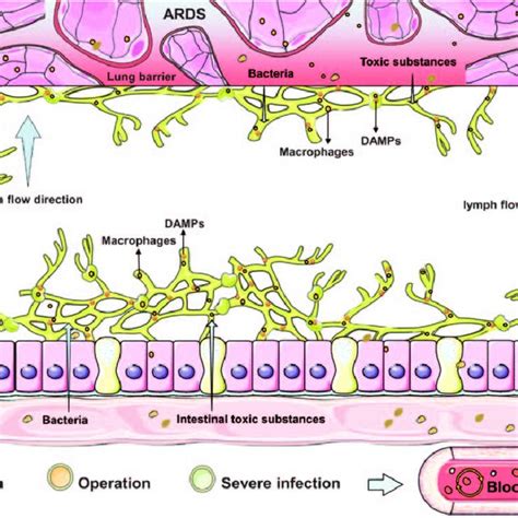 Pathophysiologic Mechanism Of Gut Origin Sepsis And Acute Respiratory Download Scientific