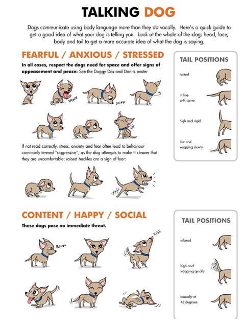 Reading Your Dogs Body Language Dog Star Rescue