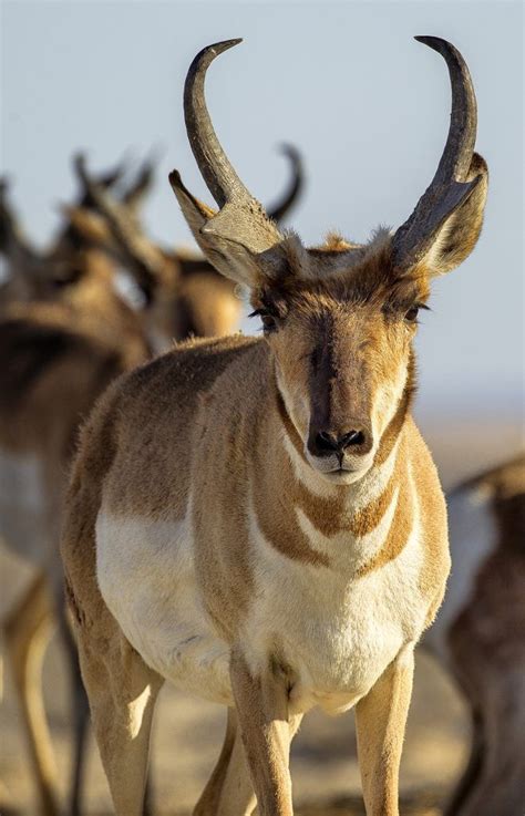 190 Best Images About Ungulates Need Love Too On Pinterest Horns