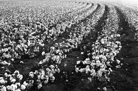 Bandw Cotton Field Photo Black And White Cotton Field Rows Etsy Hong Kong