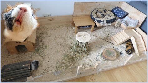 From there, multiply the number of guinea pigs by four to determine how many c & c caging has become increasingly popular for its large sizing, simple diy, cheap material and easy expansion and access. Pin on guinea pig