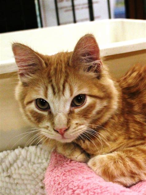Meet Sonic Kitten A Petfinder Adoptable Tabby Orange Cat Las