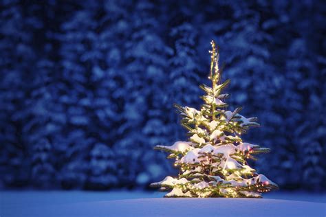 Hd Christmas Tree In Snow Wallpaper Download Free 145763